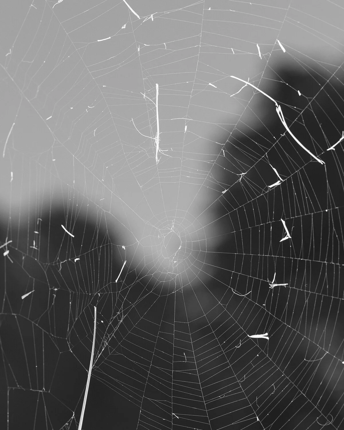spiderweb_two_aviary.jpg