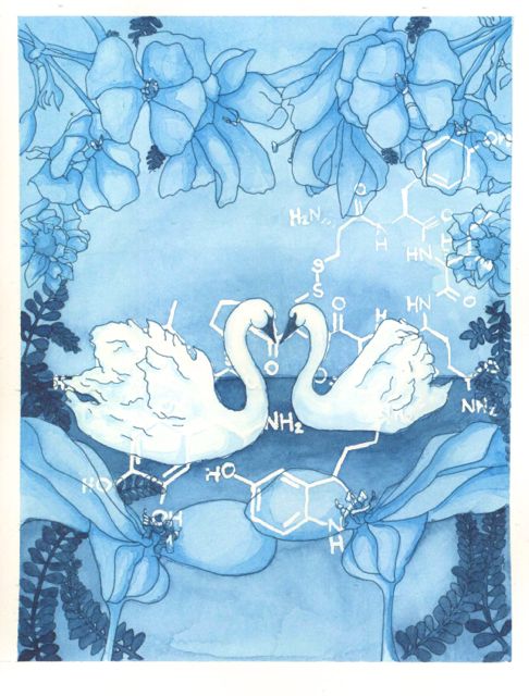 Swans