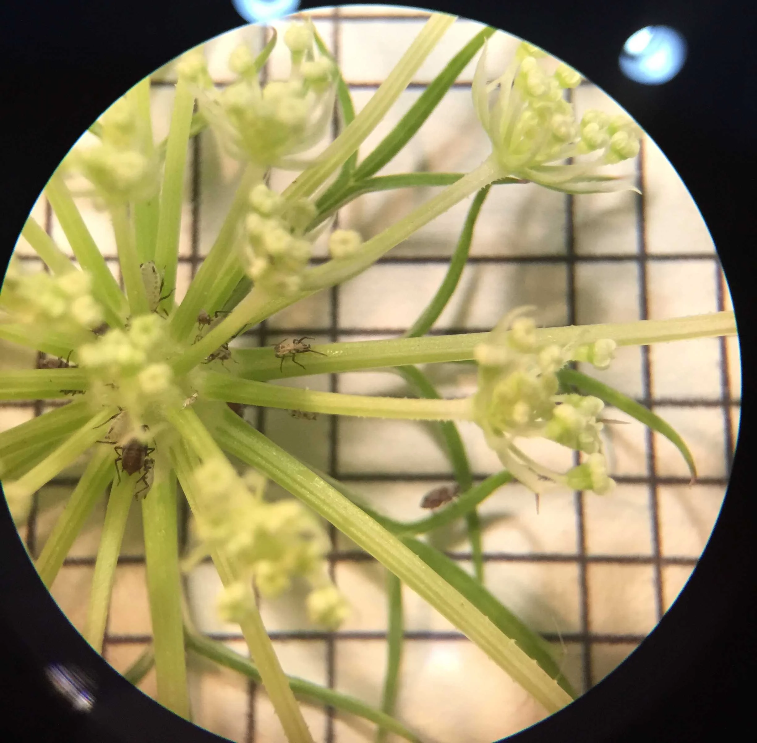 Microscope and Grid