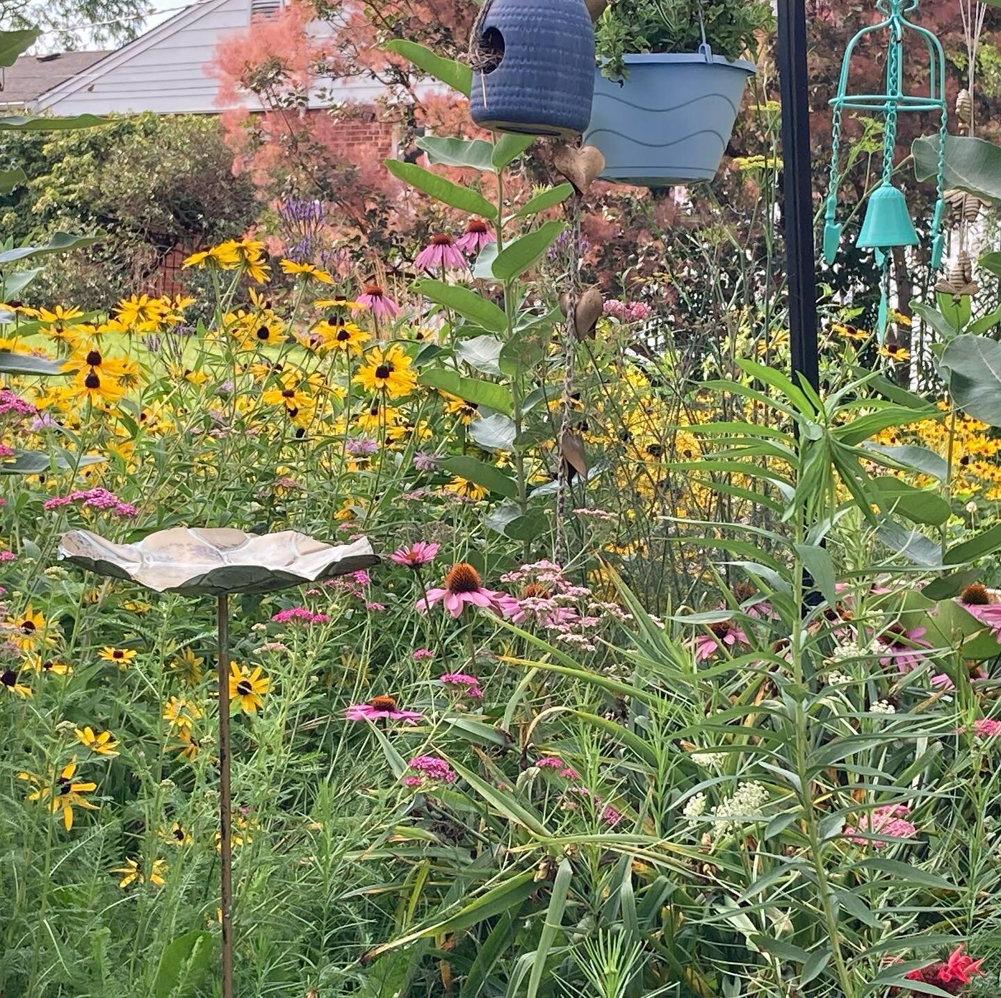 My daily backyard inspiration. 

#plantnative #butterflygarden #inspiration #pollinatorgarden #ecosystems #milkweedformonarchs #purpleconeflower #yarrow #blackeyedsusan #spiderwort #beebalm #bees