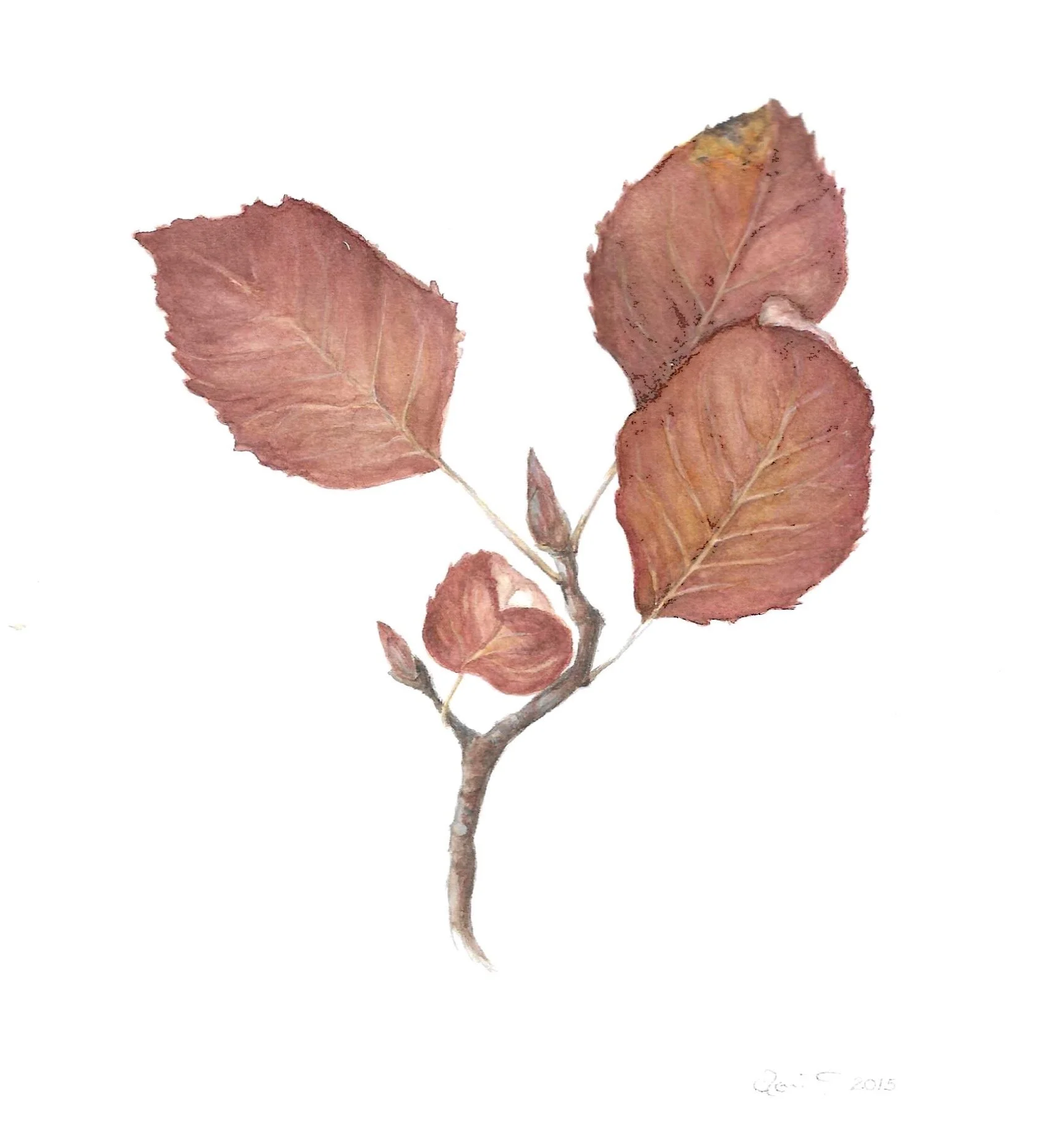 Serviceberry Leaves in Winter Repose