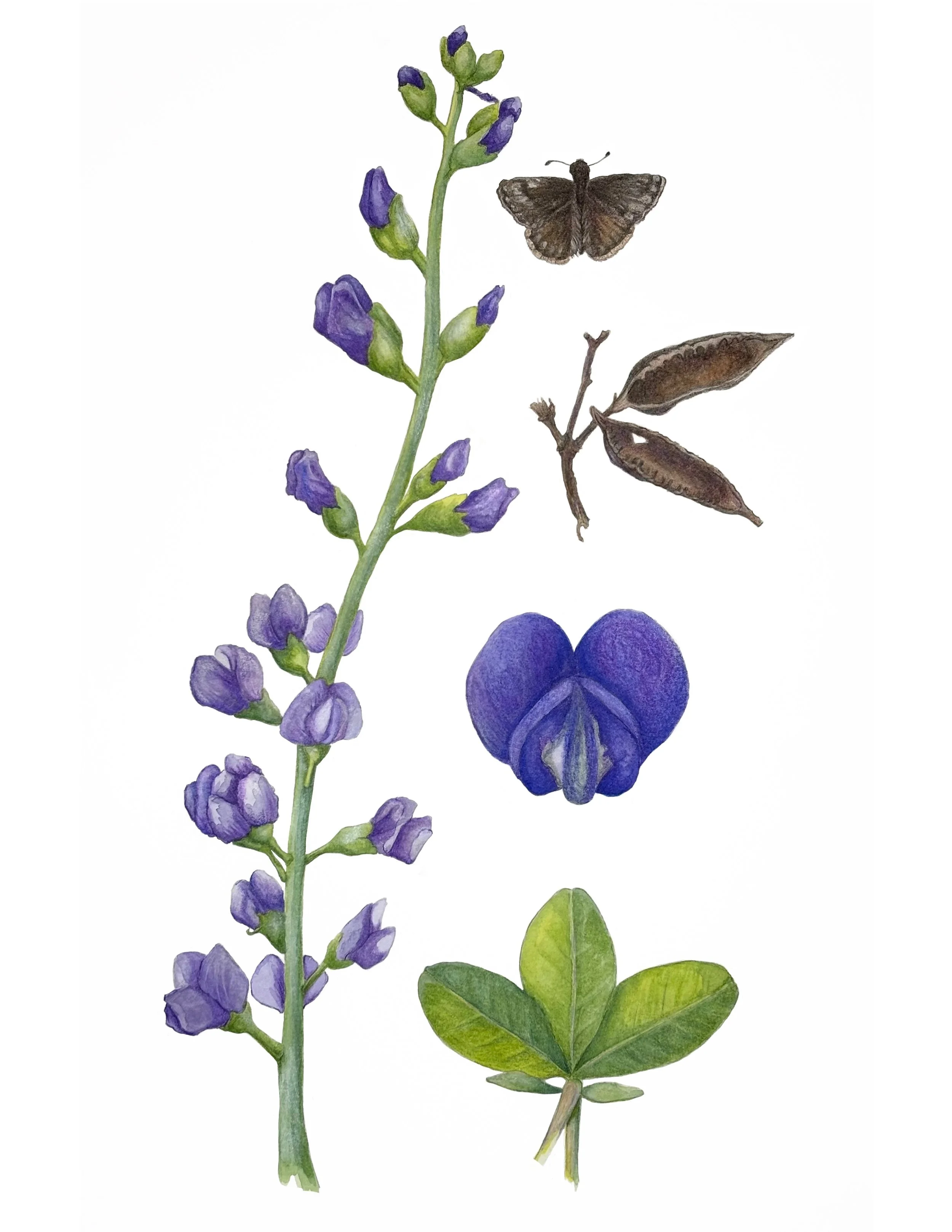 Wild Blue Indigo and Wild Indigo Duskywing