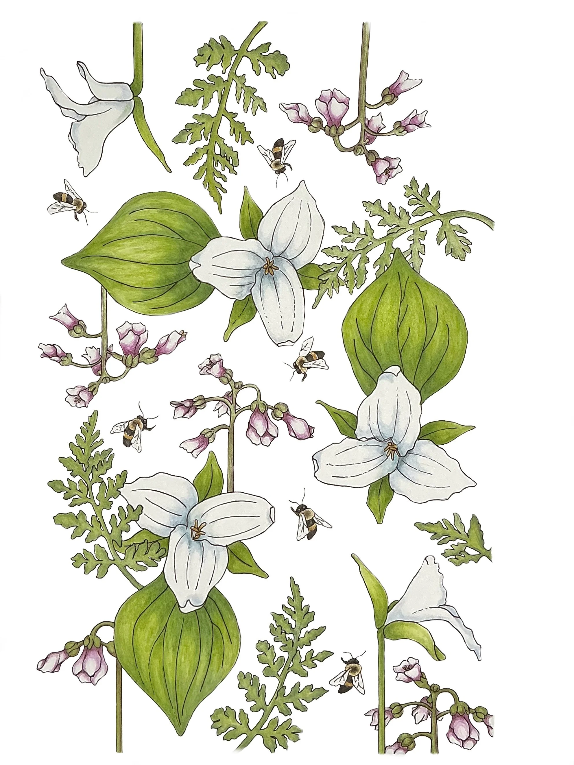 Spring Ephemerals