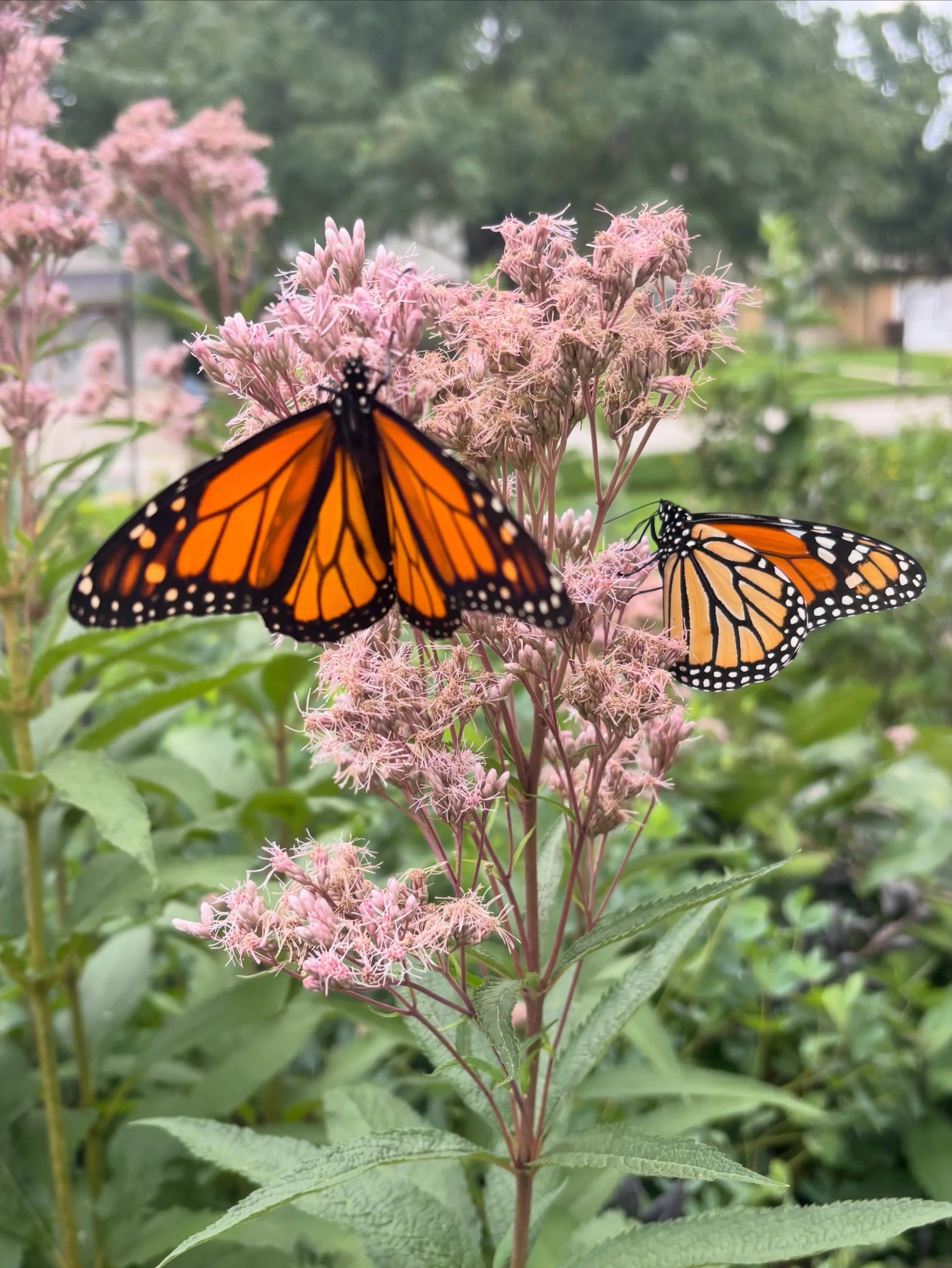 Monarchs have been visiting the Joe Pye Weed all day today.  Every time we step out the door today we have seen them. Eutrochium maculatum
Joe Pye Weed Is a native plant that attracts a lot of pollinators, it&rsquo;s easy to establish and creates bea