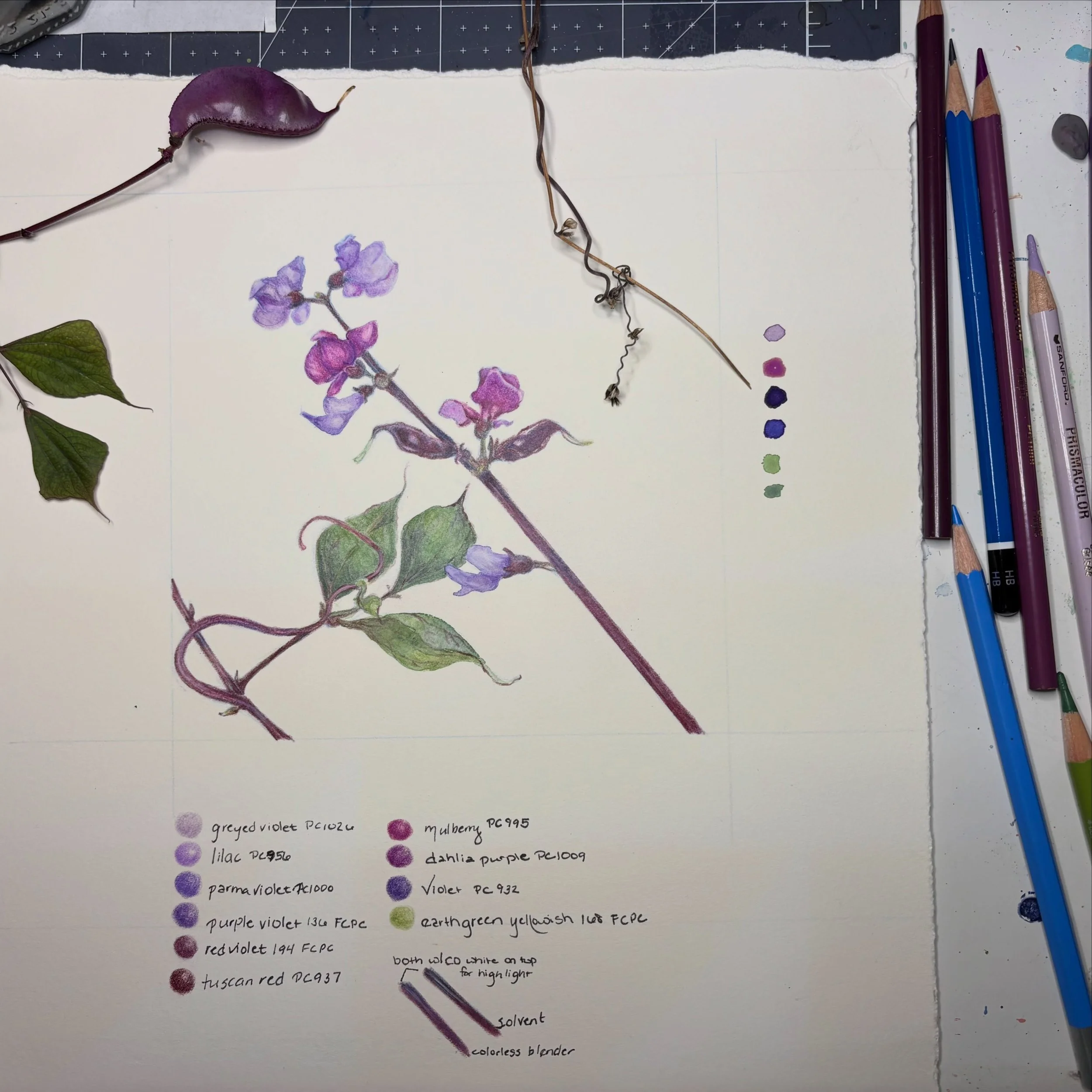 Little glimpses of a recent piece. 
Purple Hyacinth Bean
Colored pencil and watercolor 

#botanicalillustration #natureart
