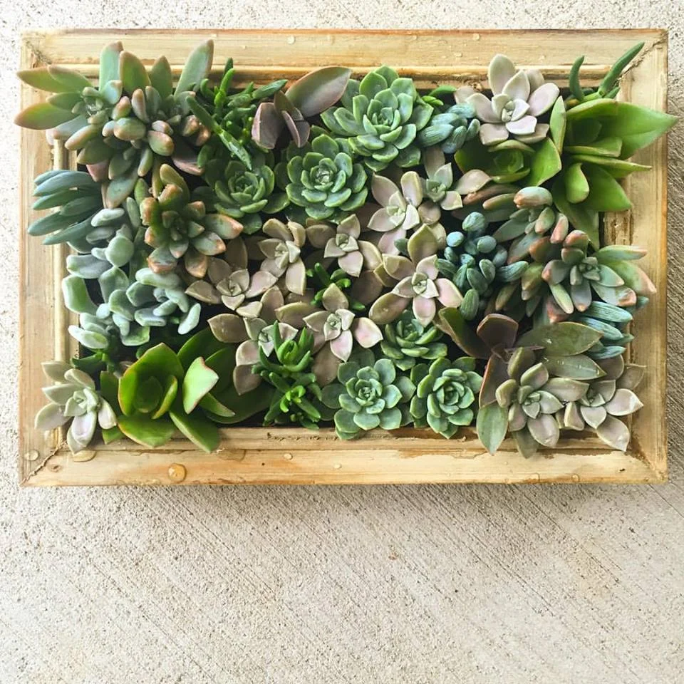 SUCCULENT FRAME  Portland Florist | AMANDA KARAM FLORAL Co.