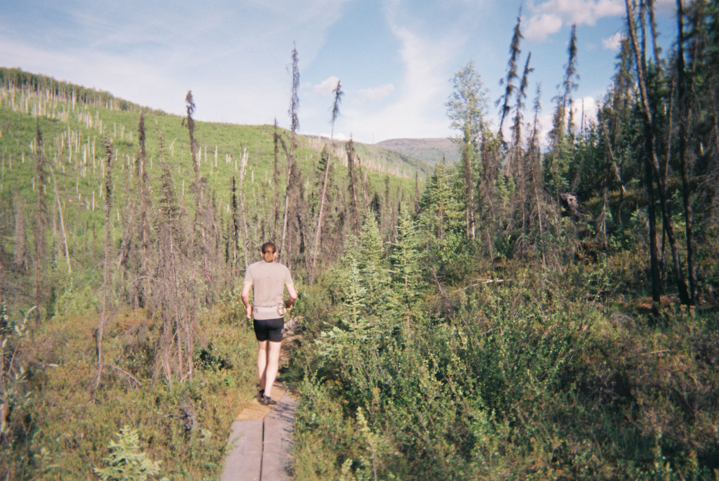 Boardwalk through beaver territory