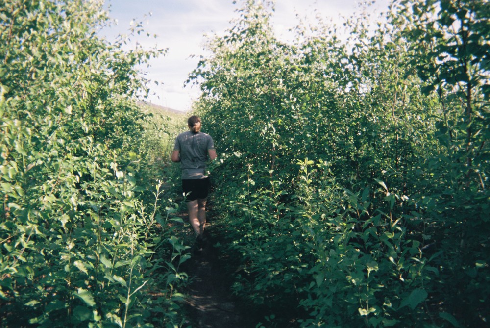 No beaver in this bush