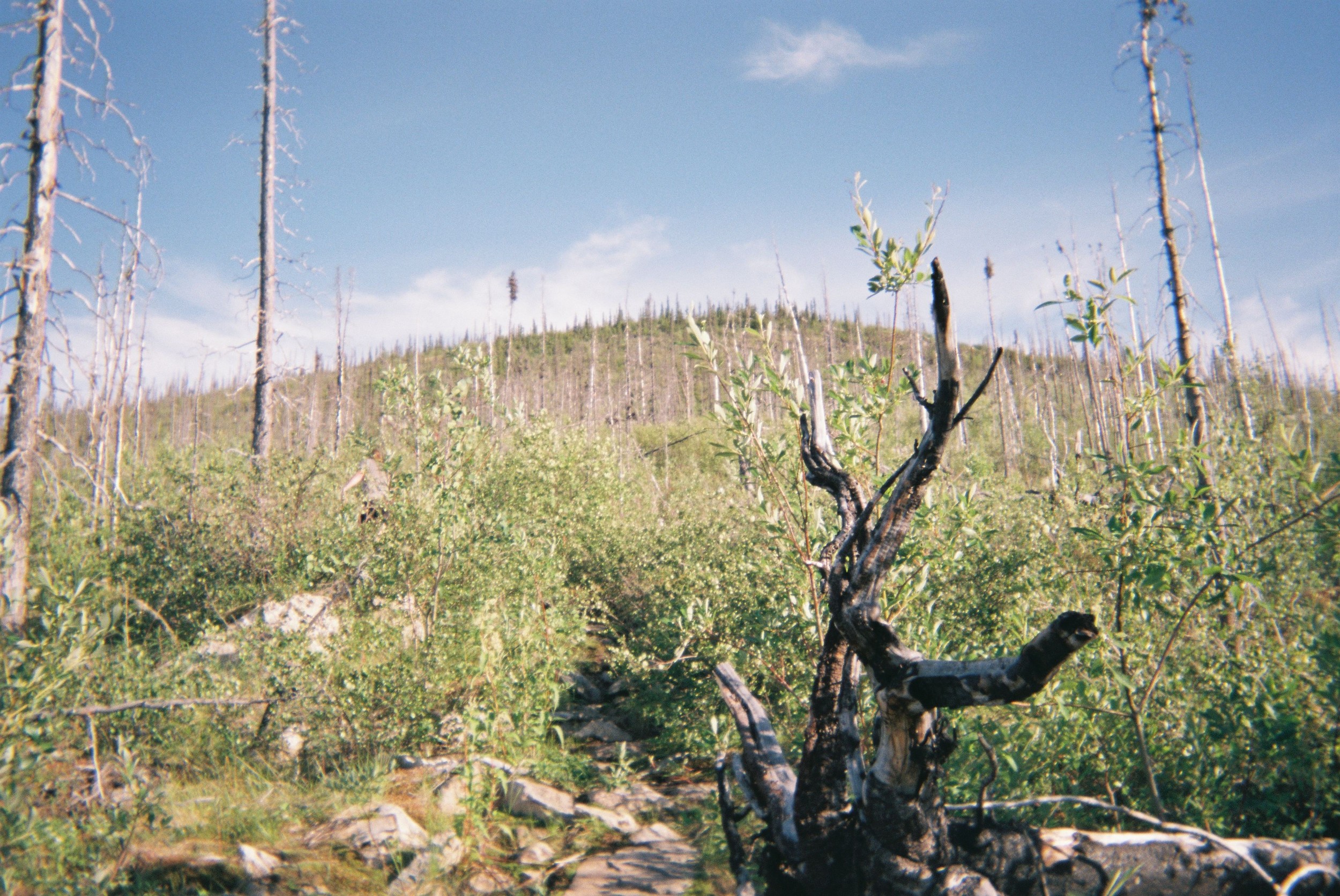 Old burn area on steep rocky ridge