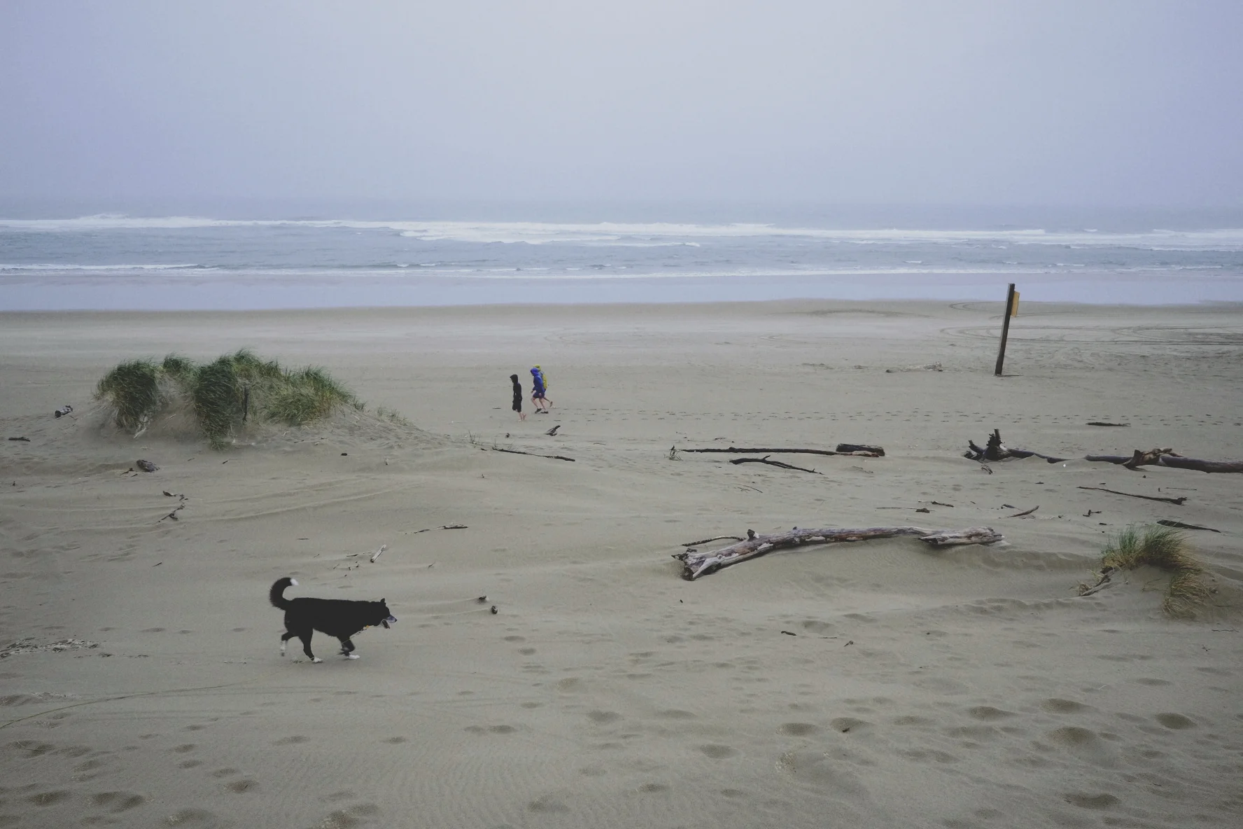 Frostbite enjoyed the day out, running in the sand and chasing beach birds (on a long leash).