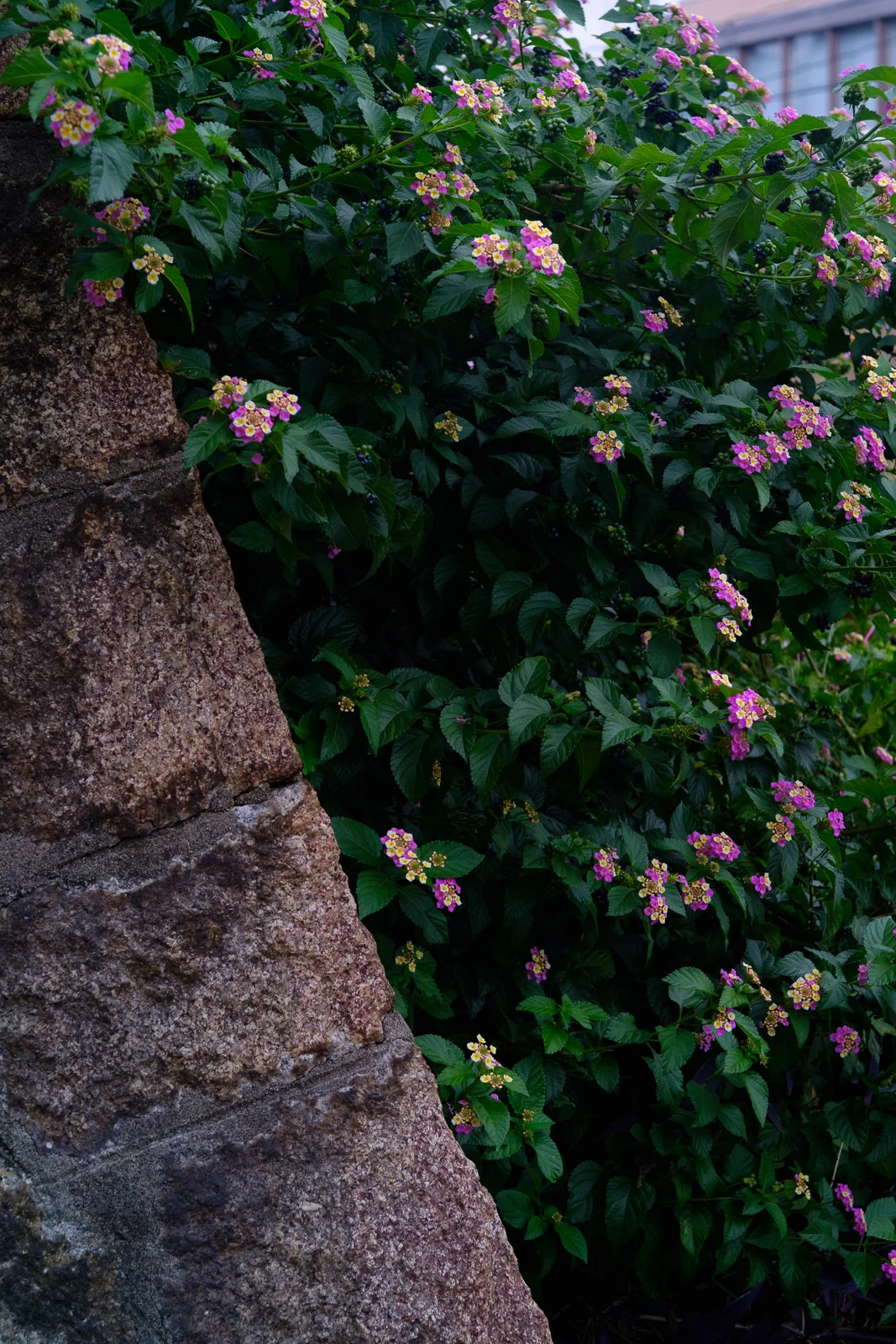 Velvia