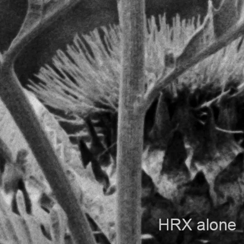100% crop. HRX alone.