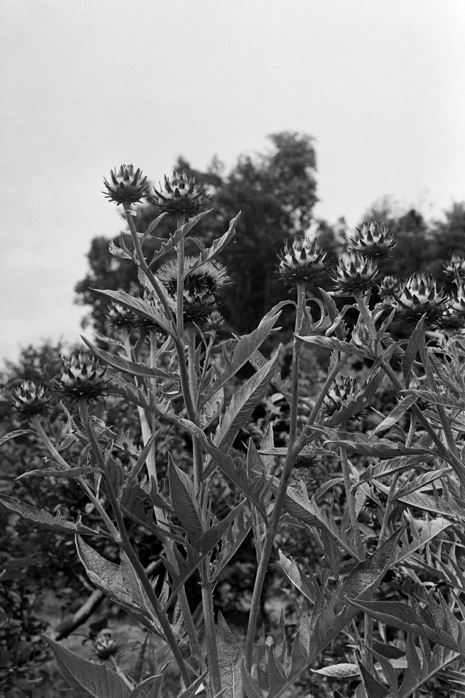 [Spur HRX alone] Tmax 400