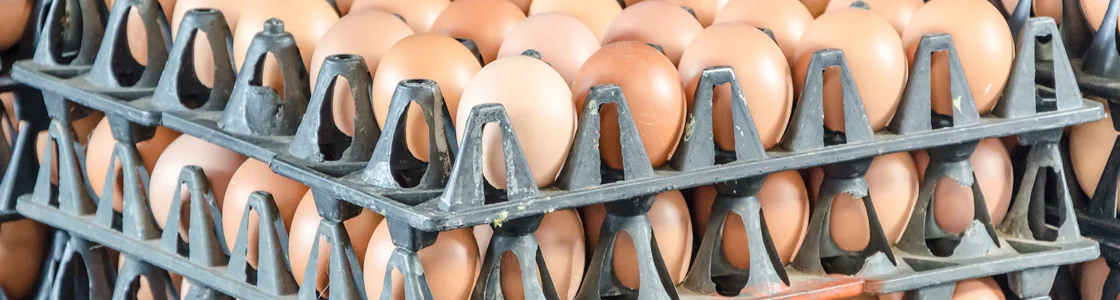 header_eggs.jpg