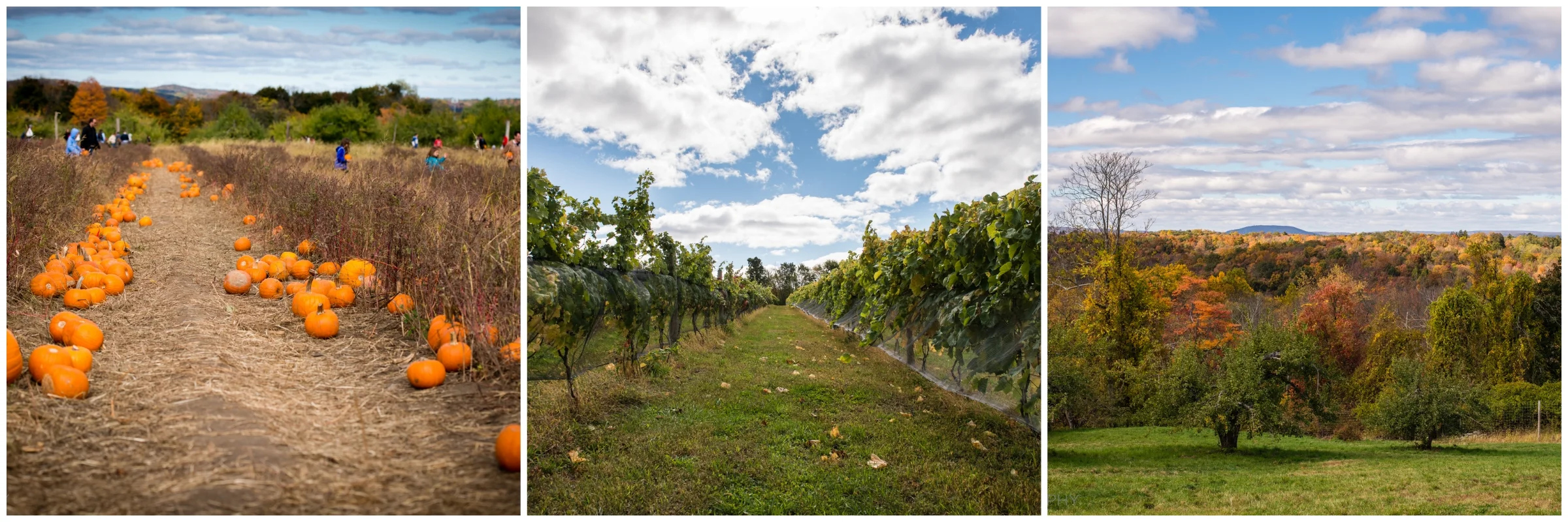 wilkens-farm-yorktown.jpg
