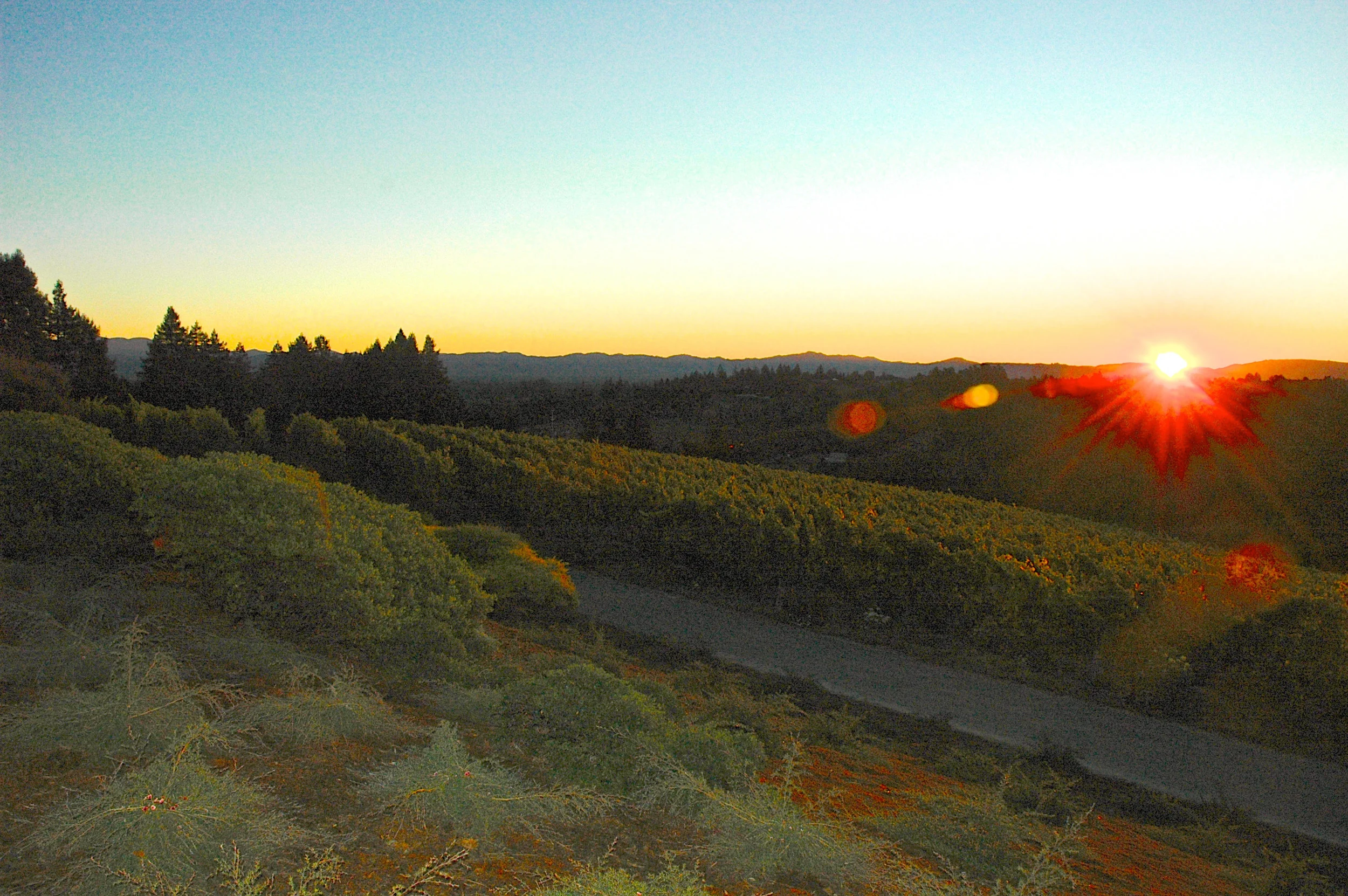 Sunrise at Hawk Hill Vineyard