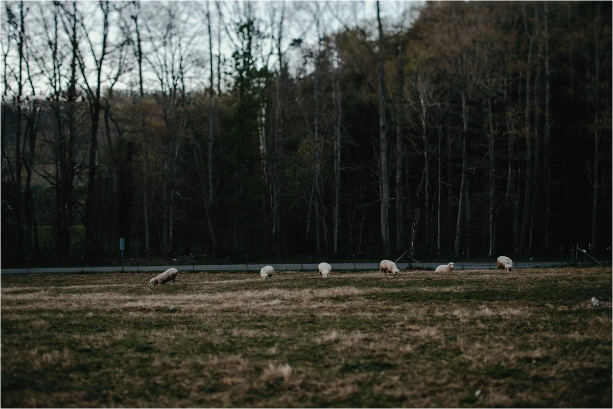 fields-blackberry-cove-spring-wnc-asheville-wedding_0068.jpg