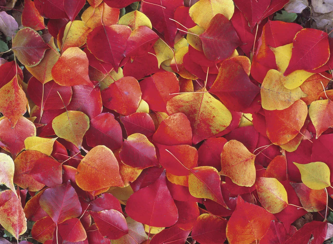 Fall Season Ingredients