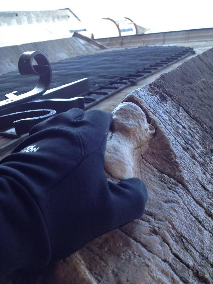 Notre Dame Chouette wish.jpg