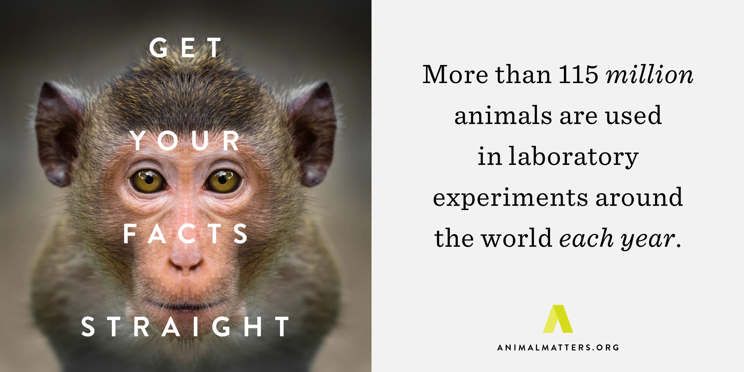 Animal-Matters-Lab-Monkey-Fact.jpg