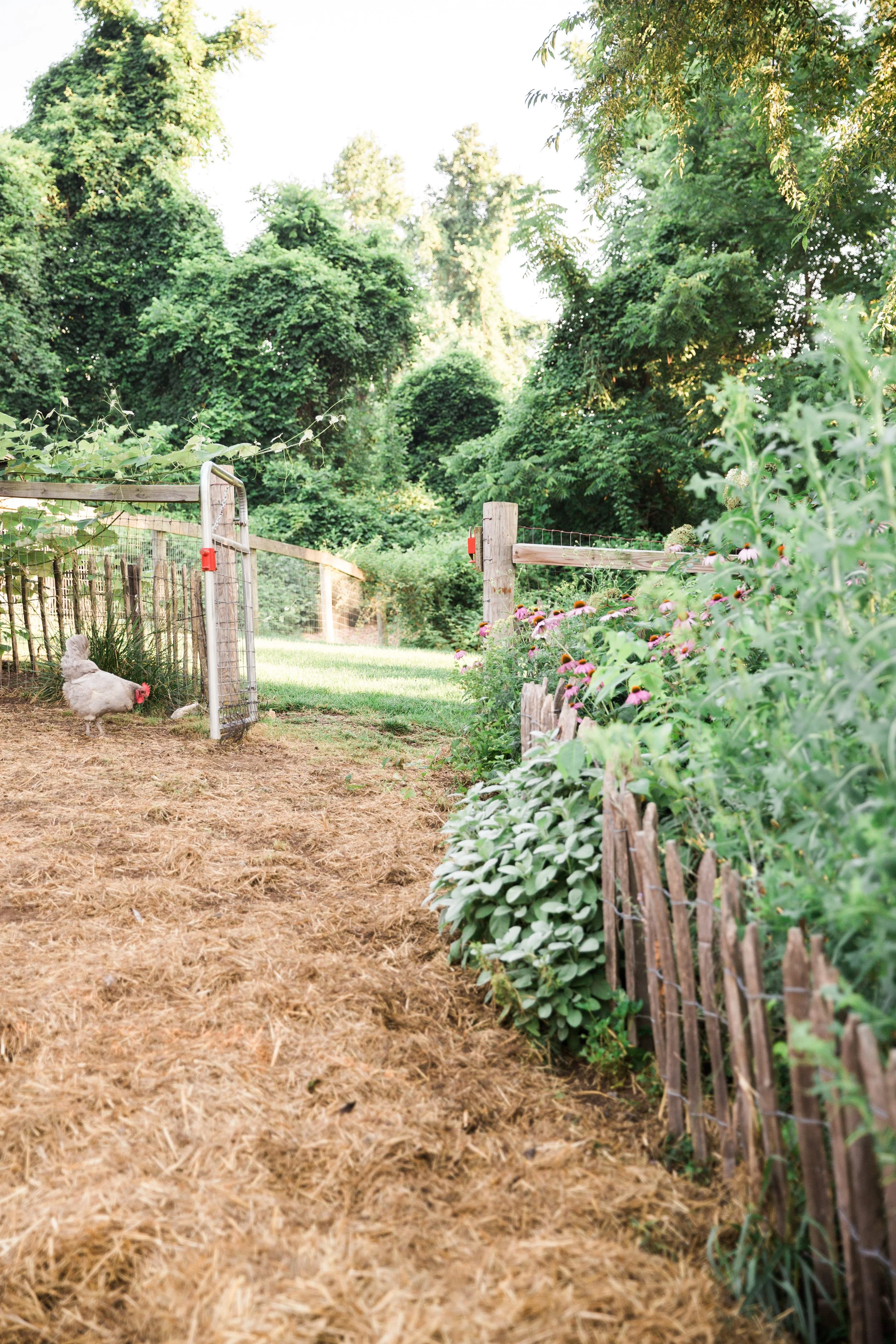 2017_White-Feather-Farm-Summer_041.jpg
