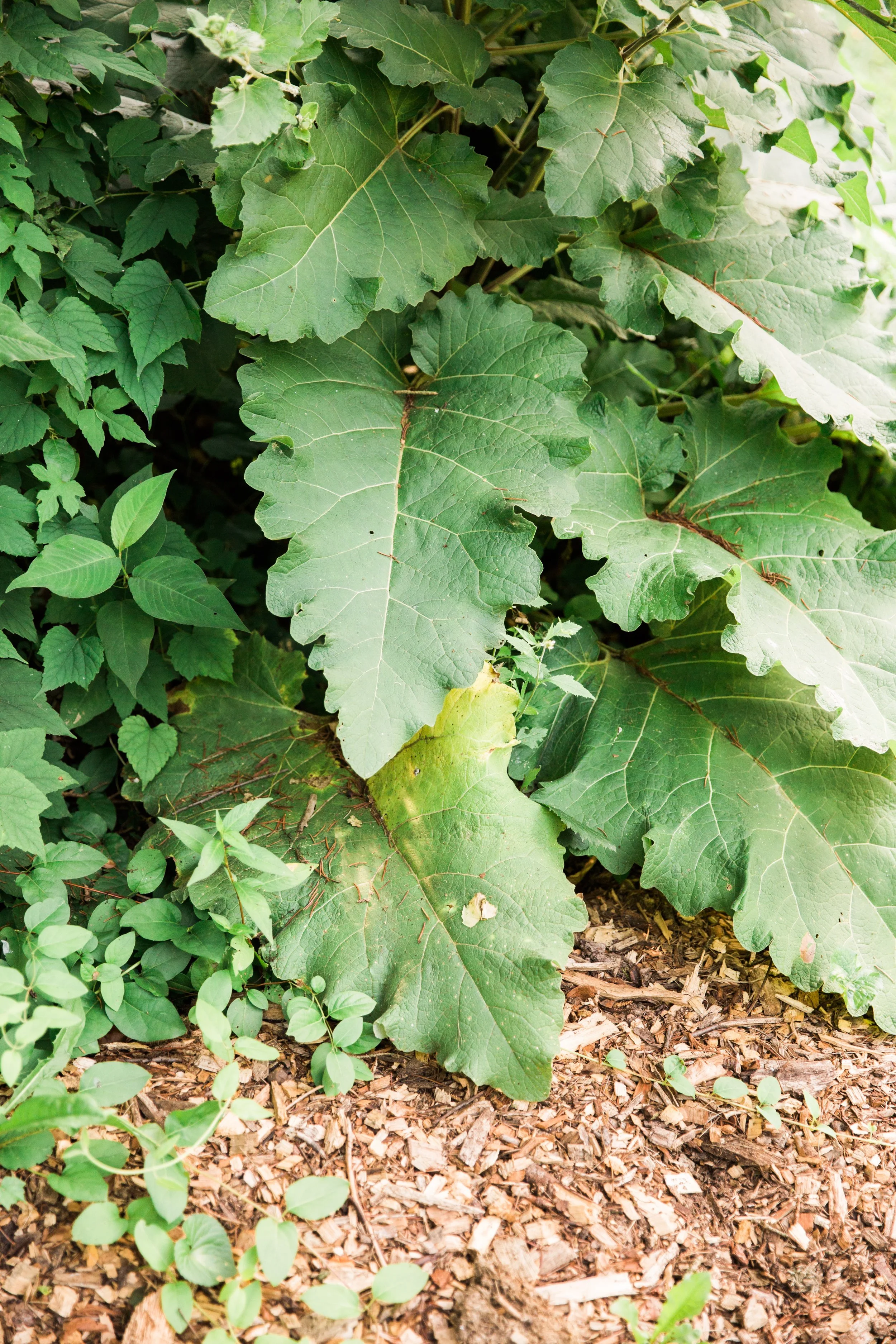 2017_White-Feather-Farm-Summer_114.jpg