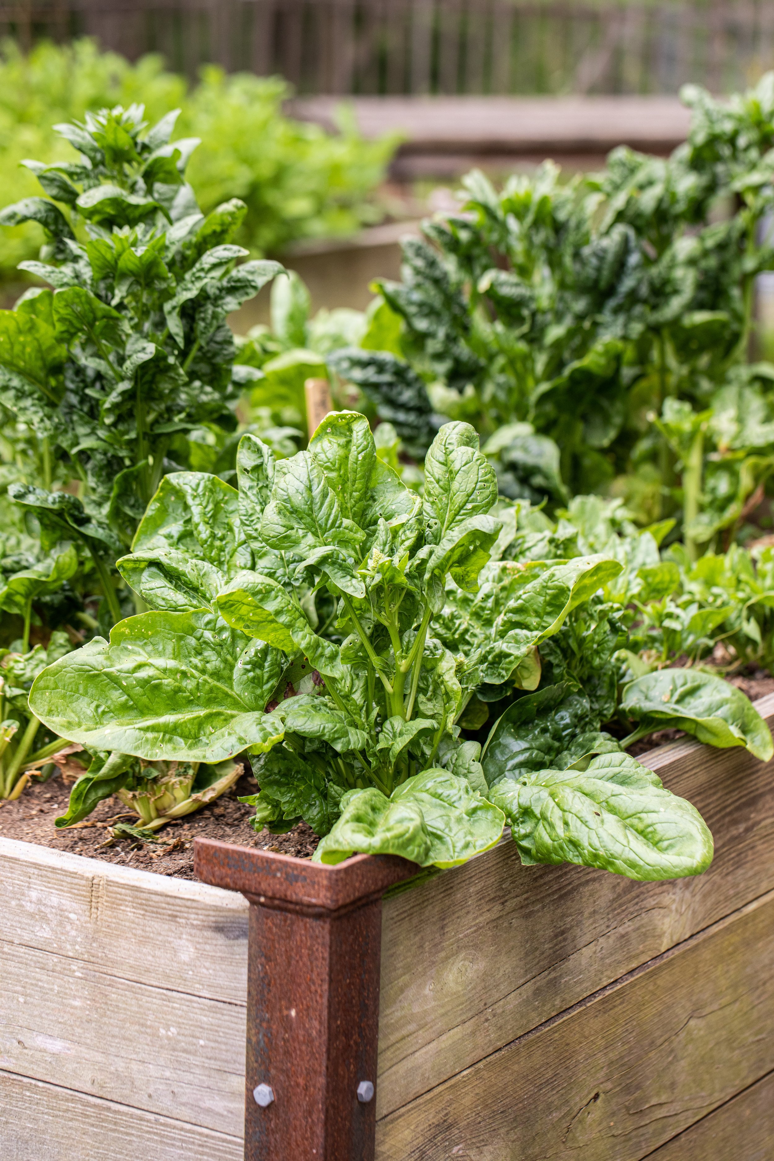 2020_June-Summer-Garden-025.jpg