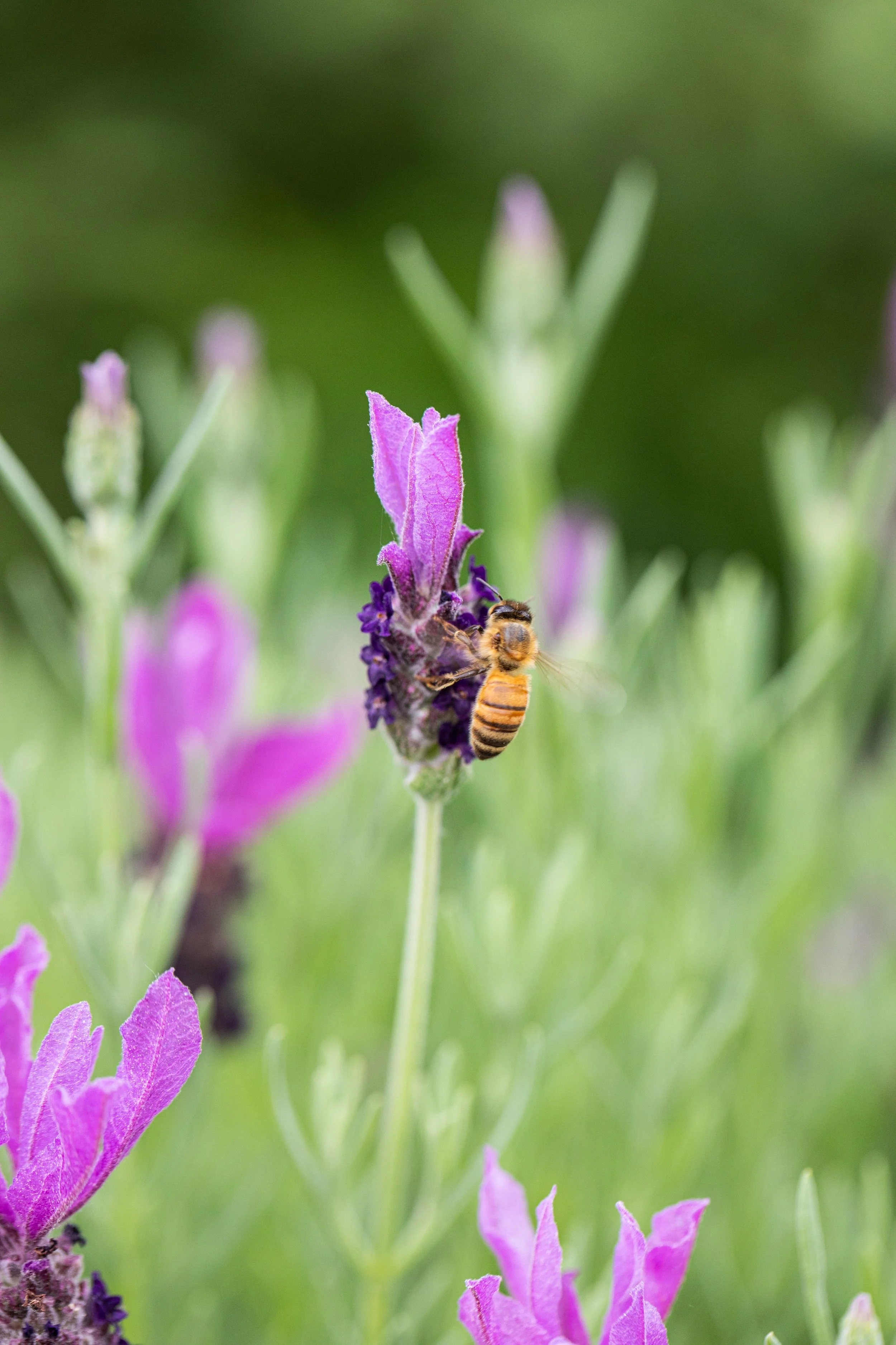 2020_June-Summer-Garden-082.jpg