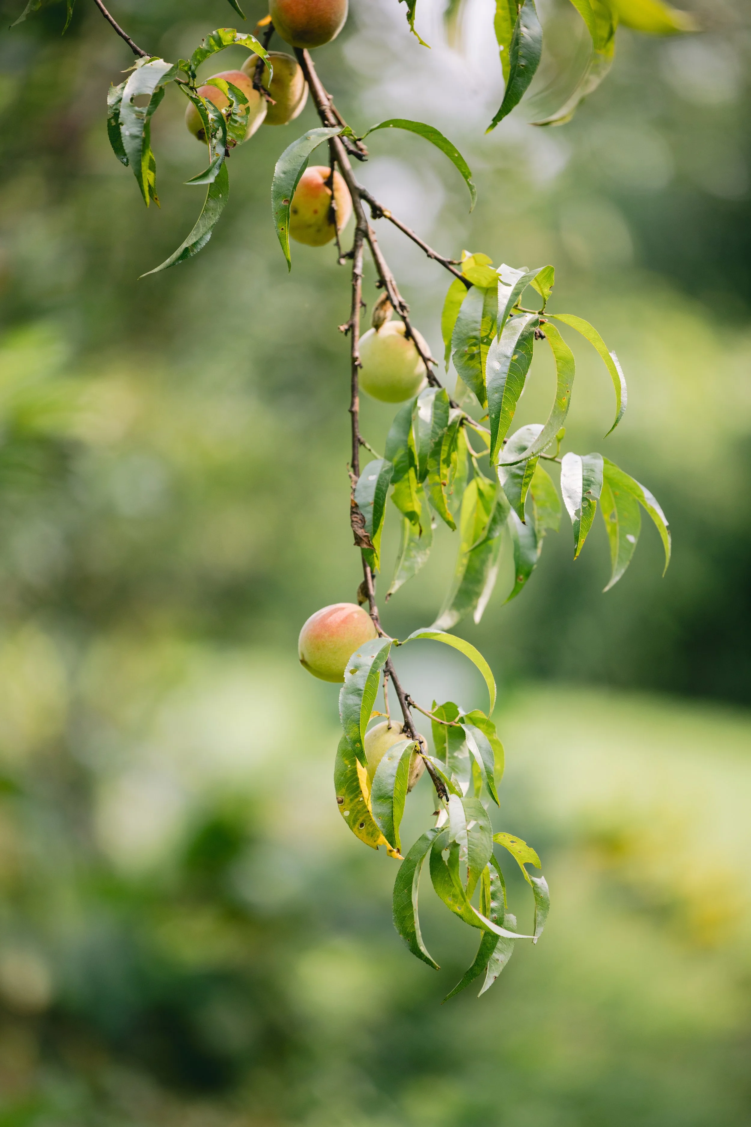 0723-WFF-July-Summer-Garden-65.jpg