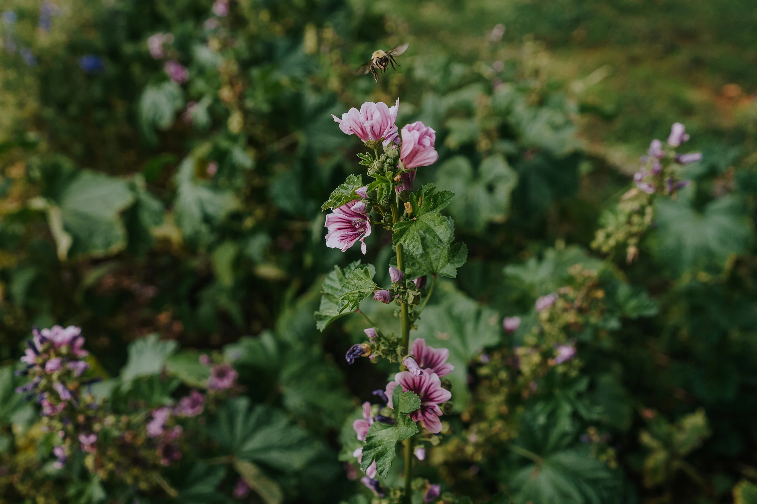 darcy_troutman_photography (1 of 15).jpg