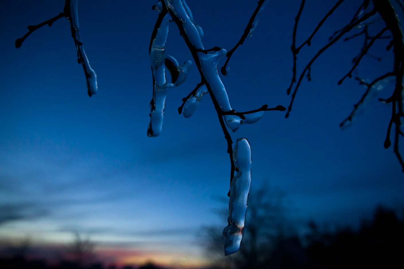 Ice Branches Twilight