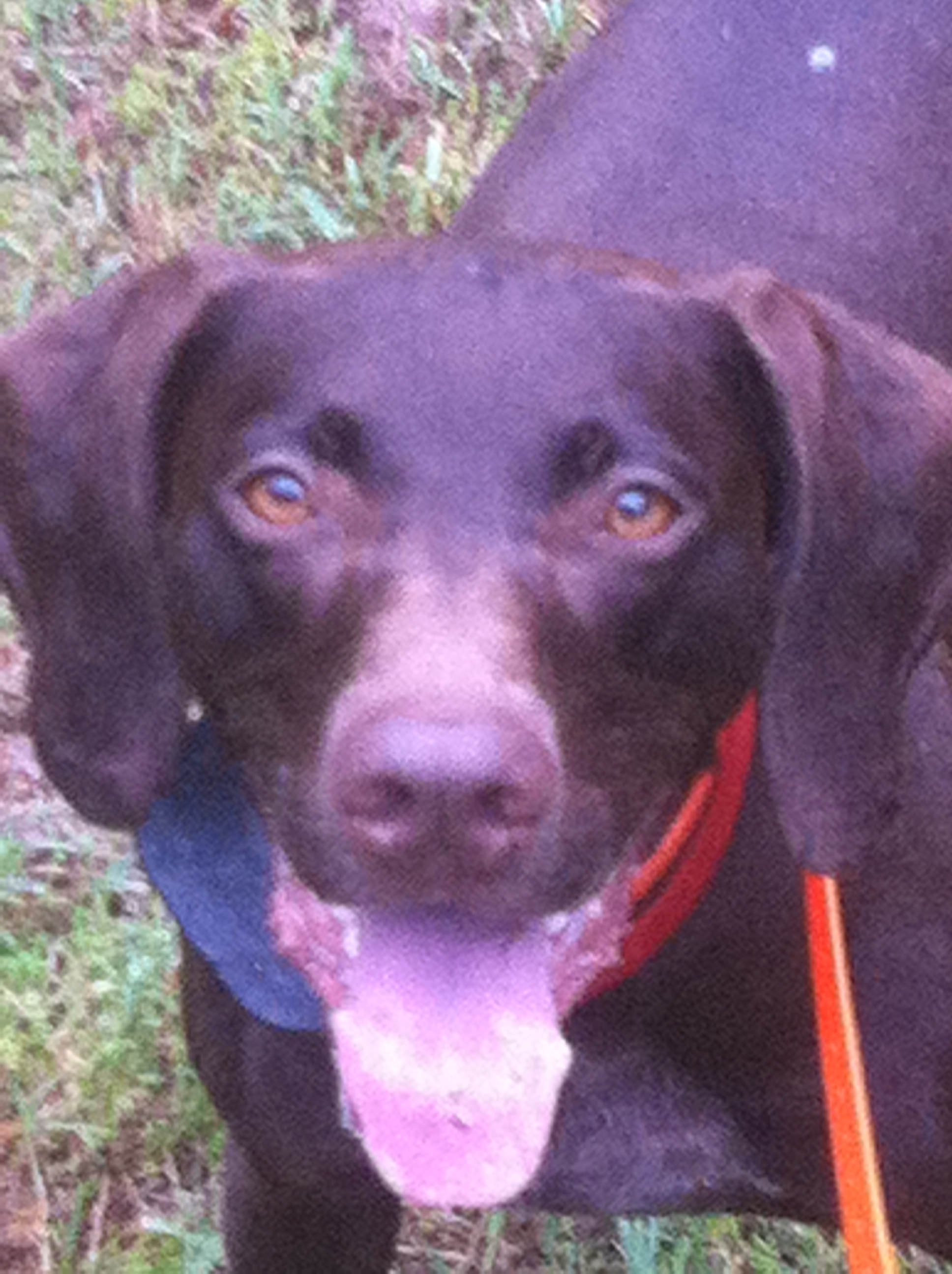 Name: South Pines Somethin2TalkAbout OFA: excellent Titles: JH, Field Pointed D.O.B: 10/24/2007 Favorite Things: hunting, swimming, playing ball, Rollerblading, Dock Jumping. Running with 4 wheeler