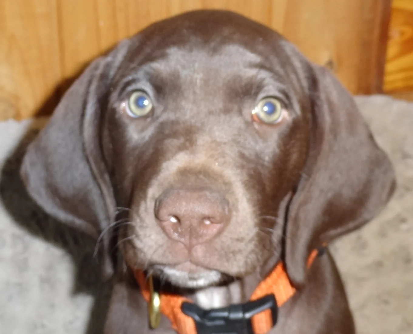 Name: Quaker Pointe’s Seize the Day "Liv" OFA: to young Titles: JUNIOR HUNTER D.O.B: 3/23/2014 Favorite Things: Lily, being silly, Grinning, hedgehogs and Birds of course
