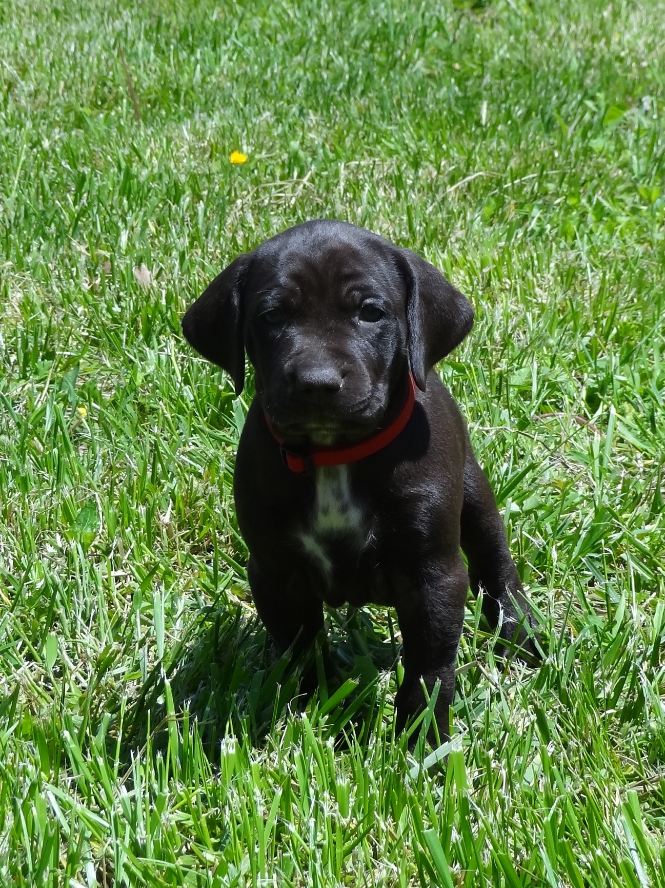 Echo out doing some field work at about 6 to 8 months 