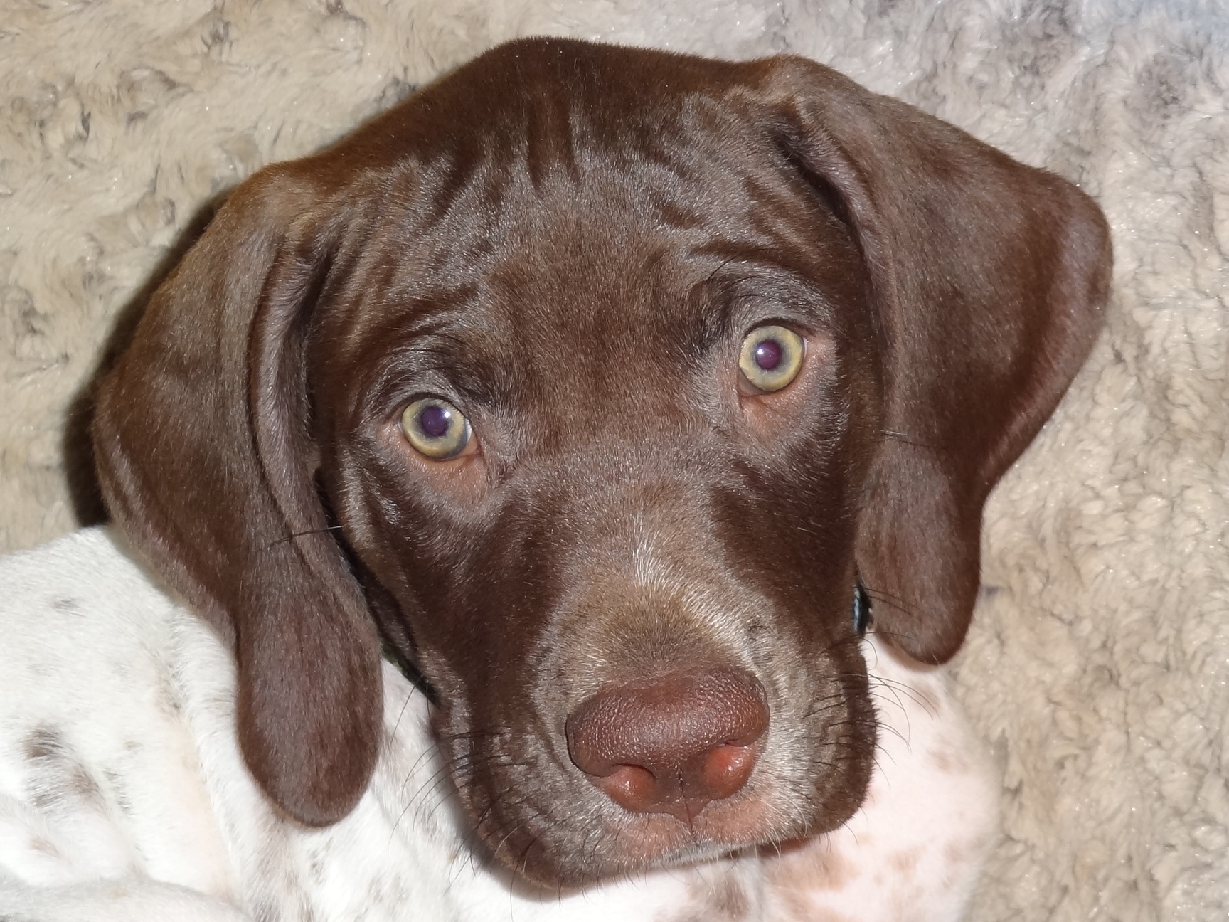 Name: Quaker Pointe’s You Ain't Seen Nothing Yet "Tupper" OFA: to young Titles: Junior Hunter and field pointed D.O.B: 3/23/2014 Favorite Things: he loves to play Ball, snuggle and Birds of course
