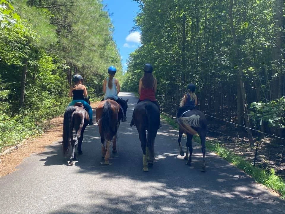horses walking.jpg