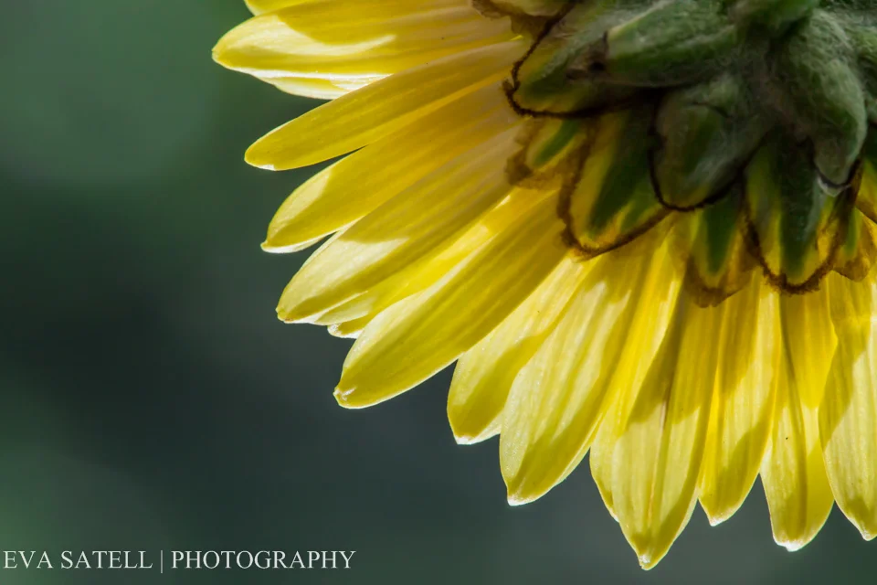 Yellow daisy-1.jpg