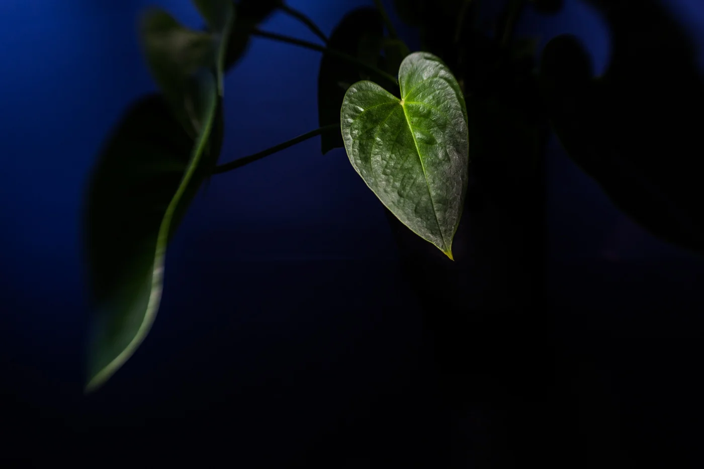 Green leaf on blue (1 of 1).jpg