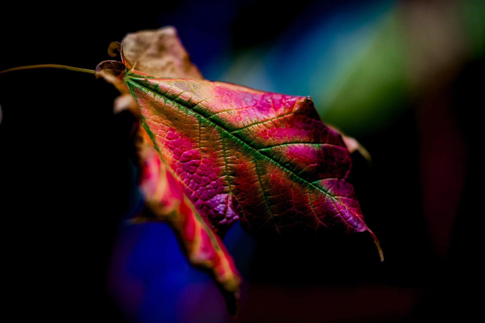 Satell_Dream in color (1 of 30) - Copy.jpg