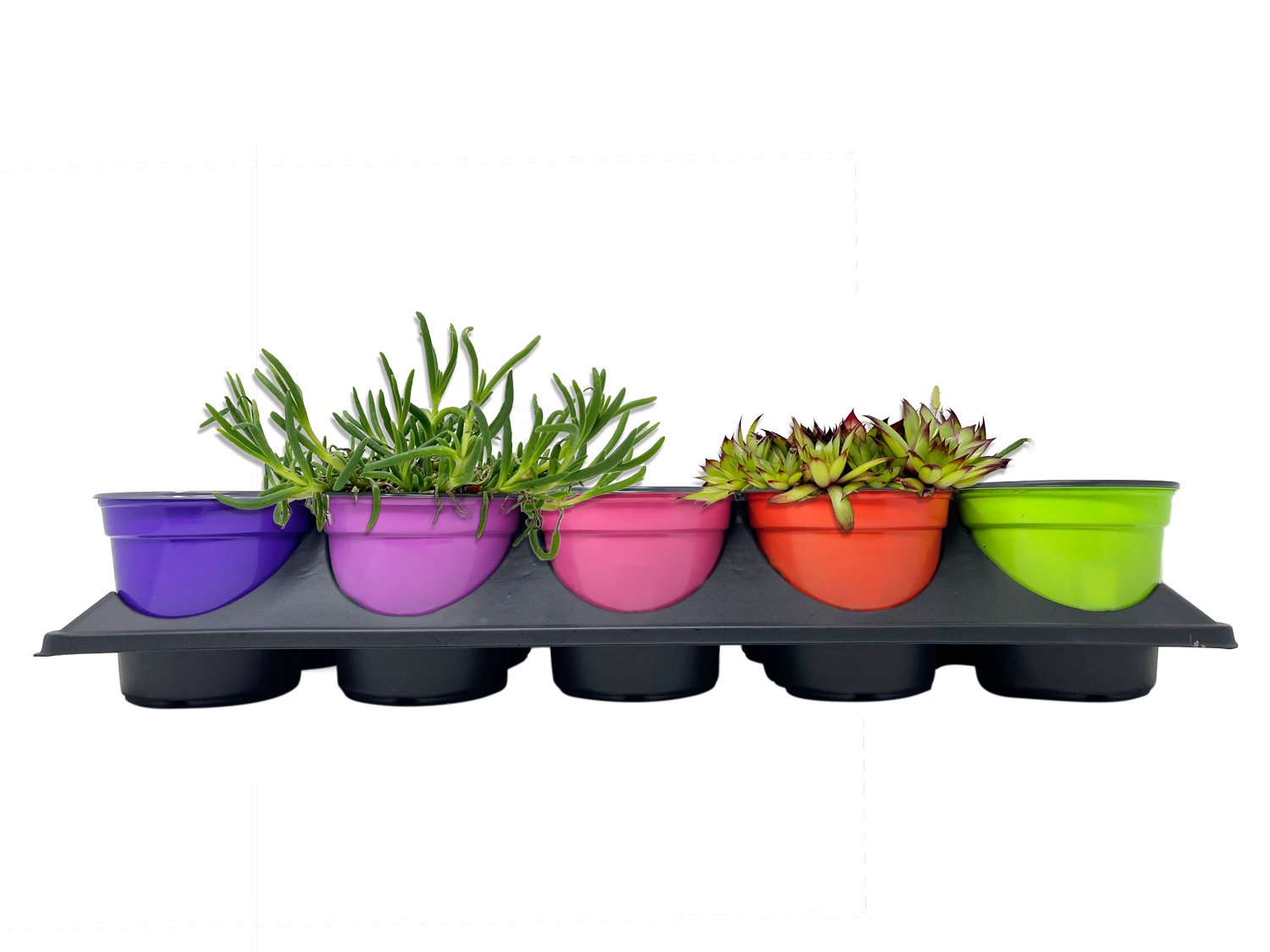 7161-tray-color-pots.jpg