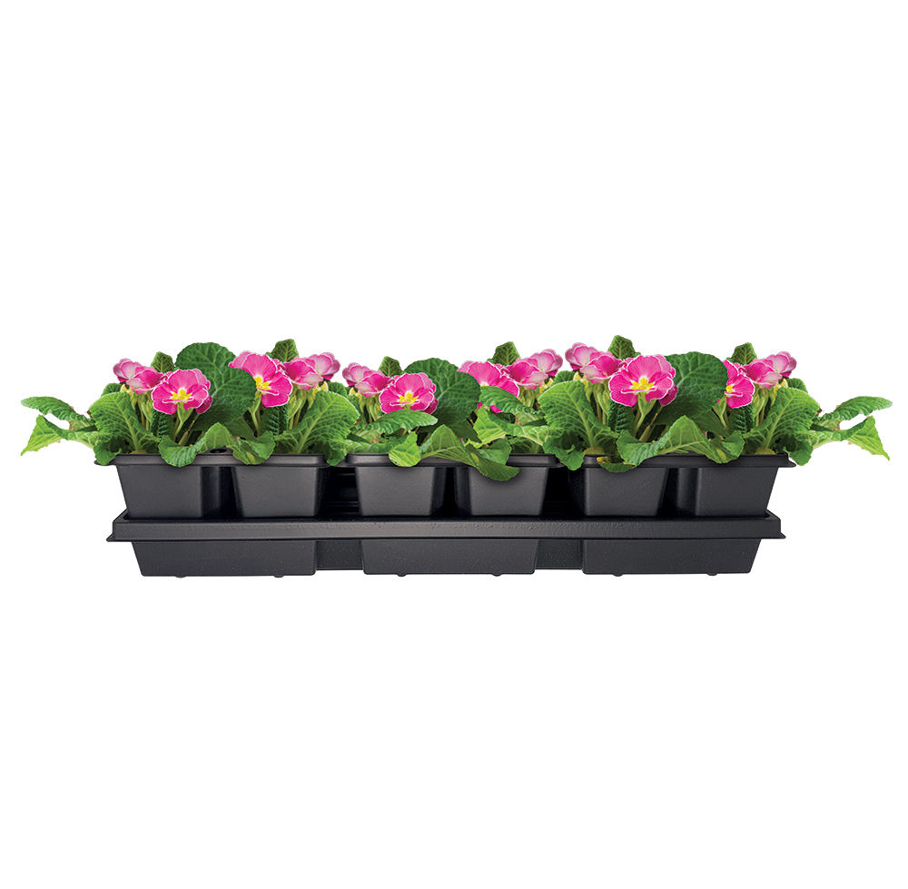 45-5590-3—306 Insert - with plants@1x_1.png