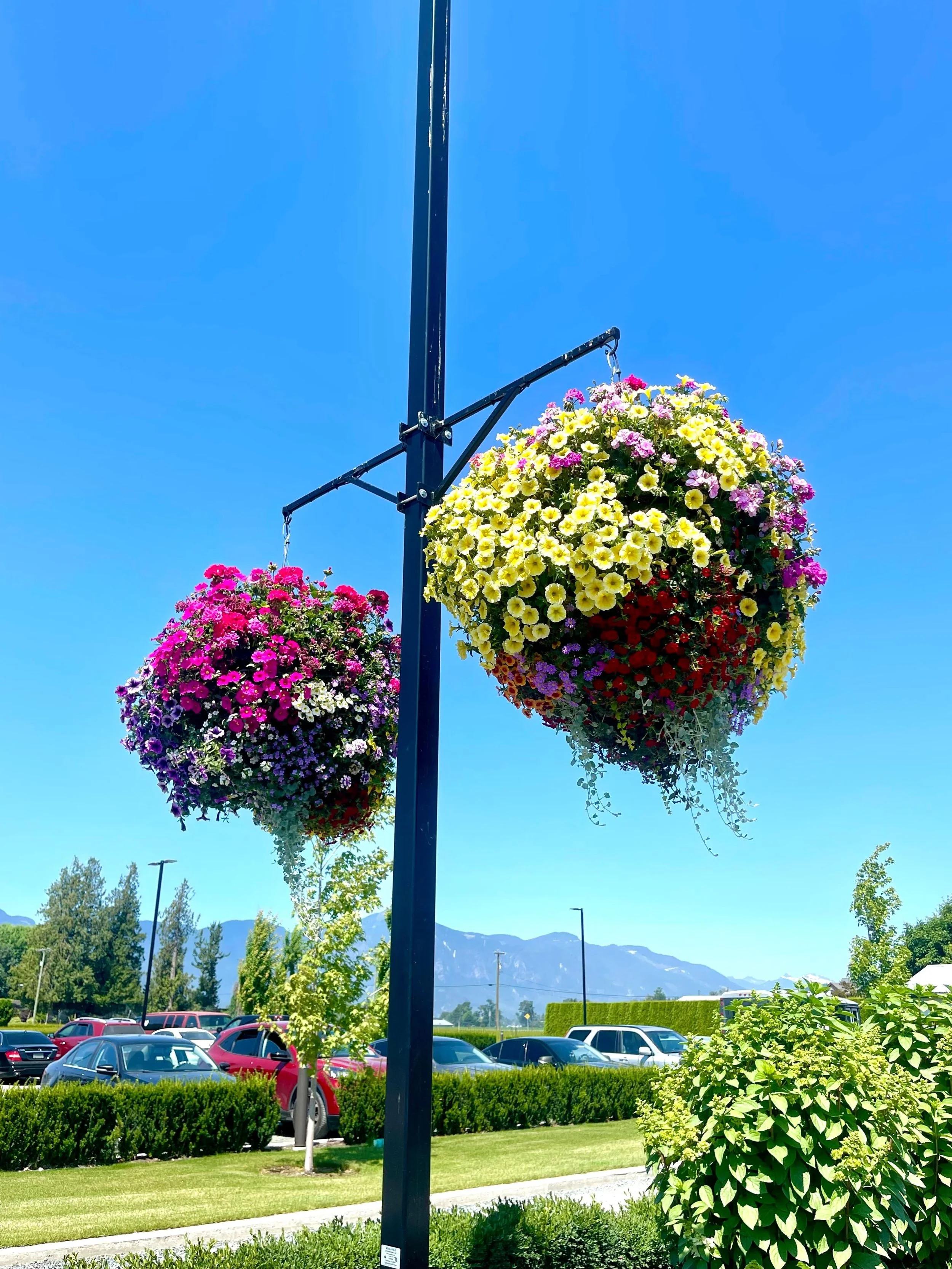 moss basket supplier for north america