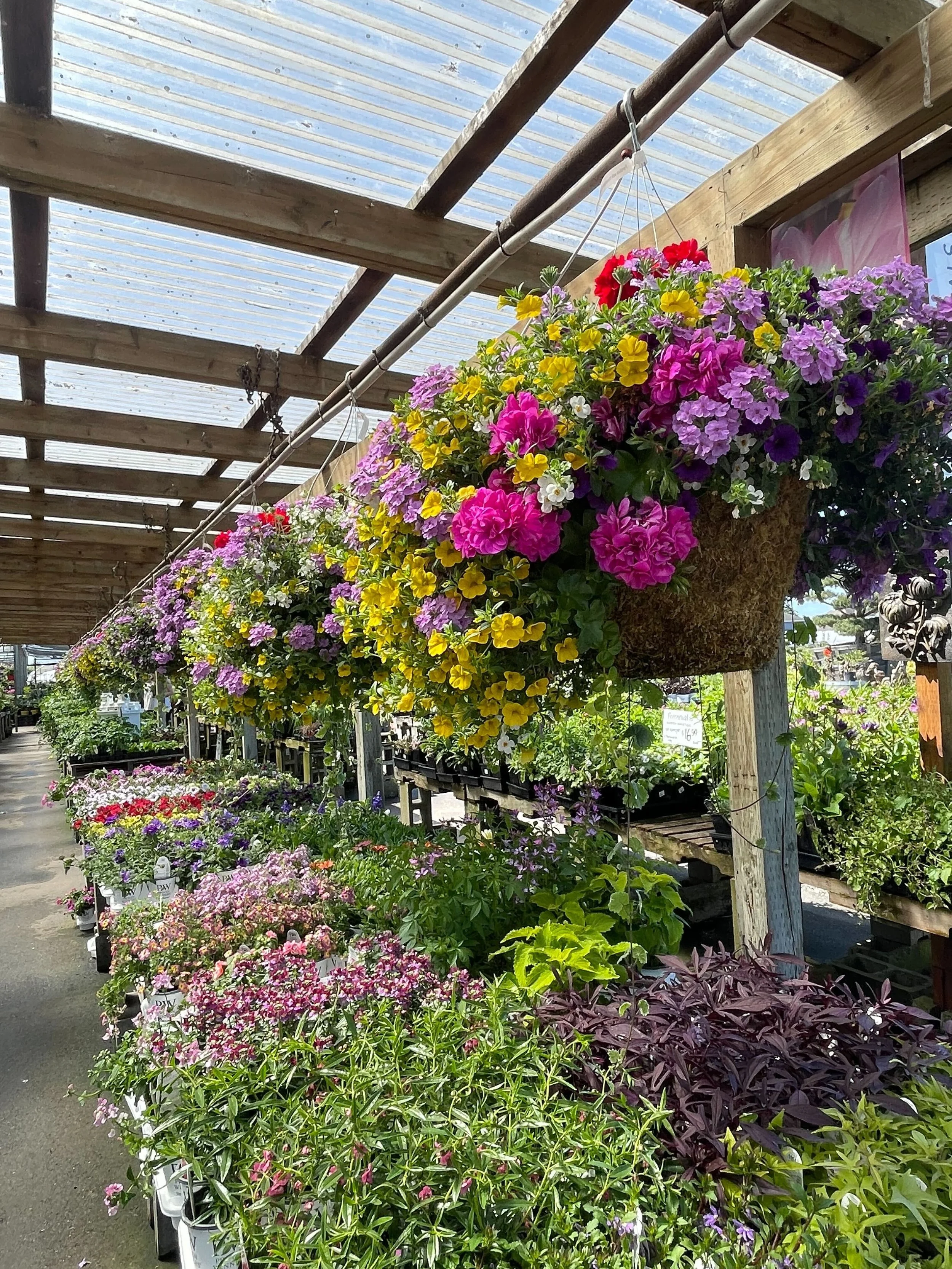 moss hanging baskets for growers