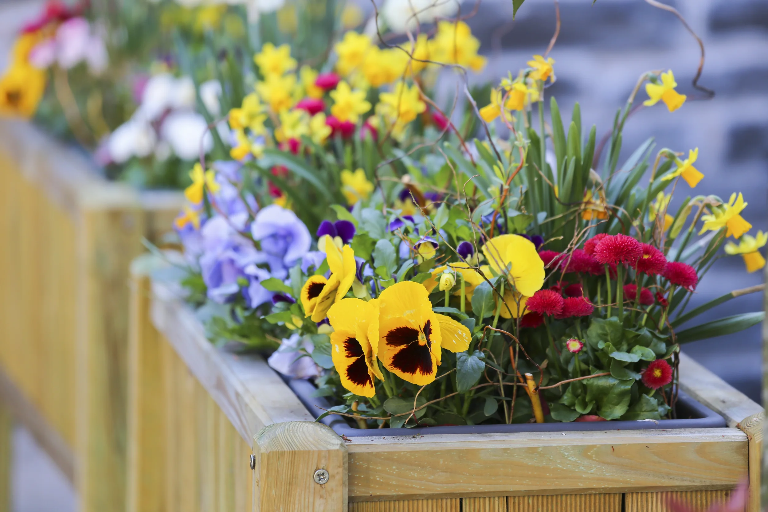 A close-up of a wooden planter box filled with a variety of vibrant spring flowers, including yellow and purple pansies, daffodils, and red daisies.