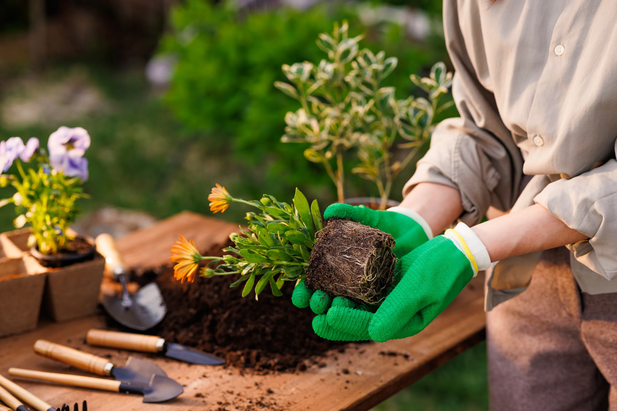 A person wearing green gardening gloves holding a small flowering plant with its root ball exposed, preparing to transplant it on a wooden table with potting soil and hand tools.
