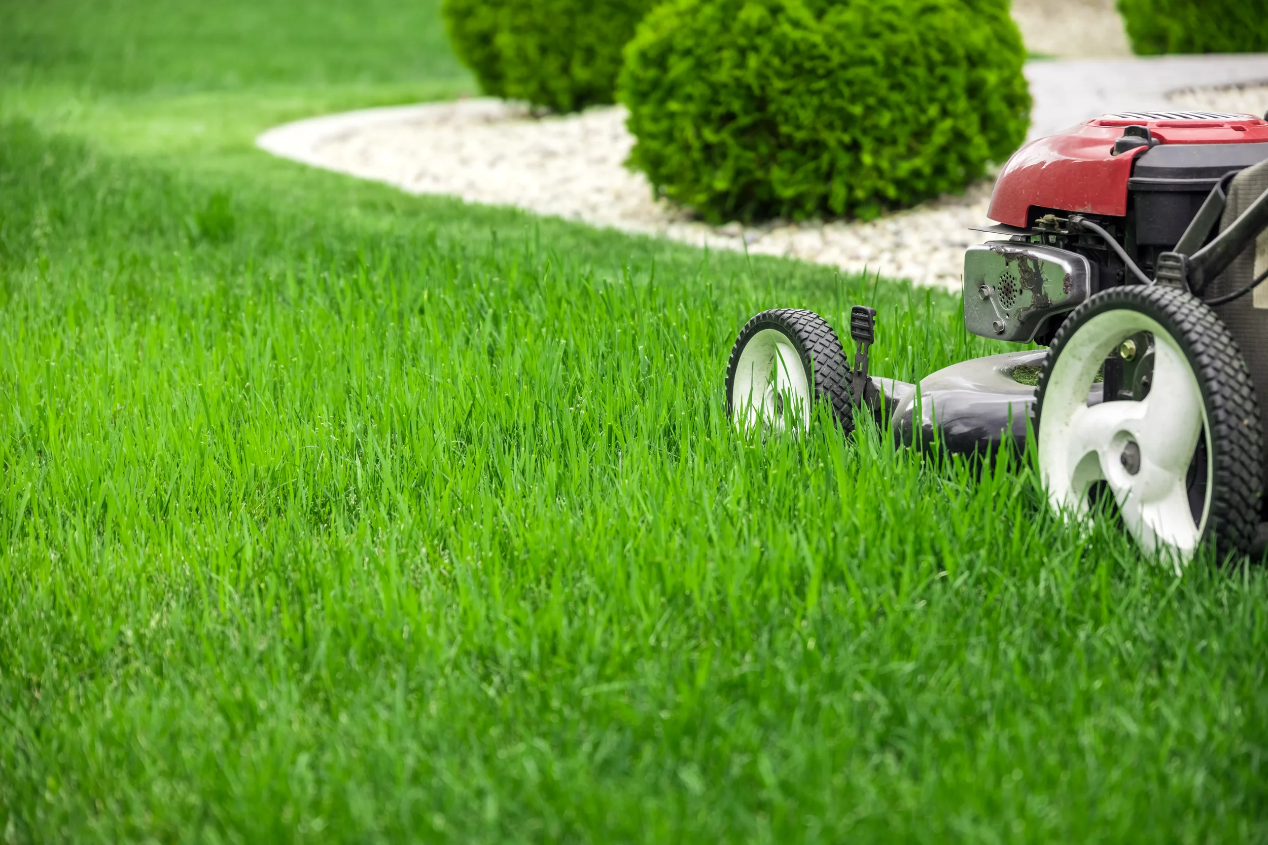 Close-up of a red lawn mower cutting lush green grass in a backyard during summer landscaping maintenance.