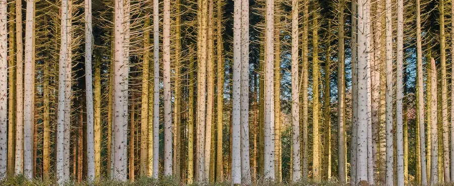 A dense rows of tall, slender pine tree trunks standing closely together in a sunlit forest.