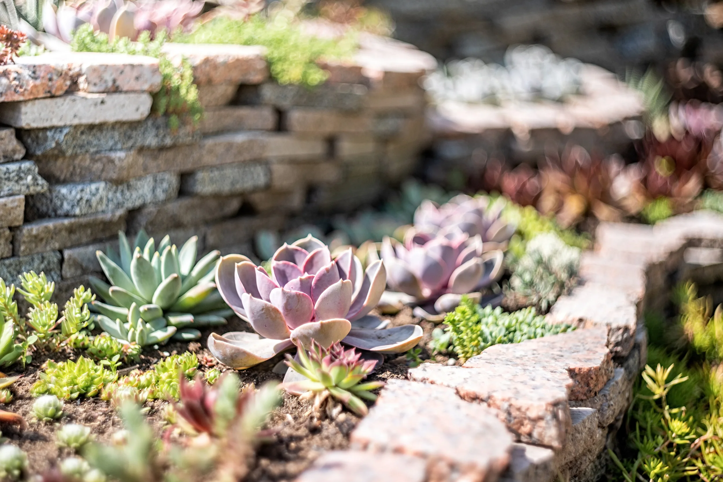 Close-up of purple and green succulents planted in a modern stone tiered garden bed under bright sunlight.