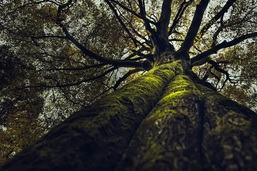 Low-angle view of a massive mossy tree trunk stretching up into a dense green forest canopy.