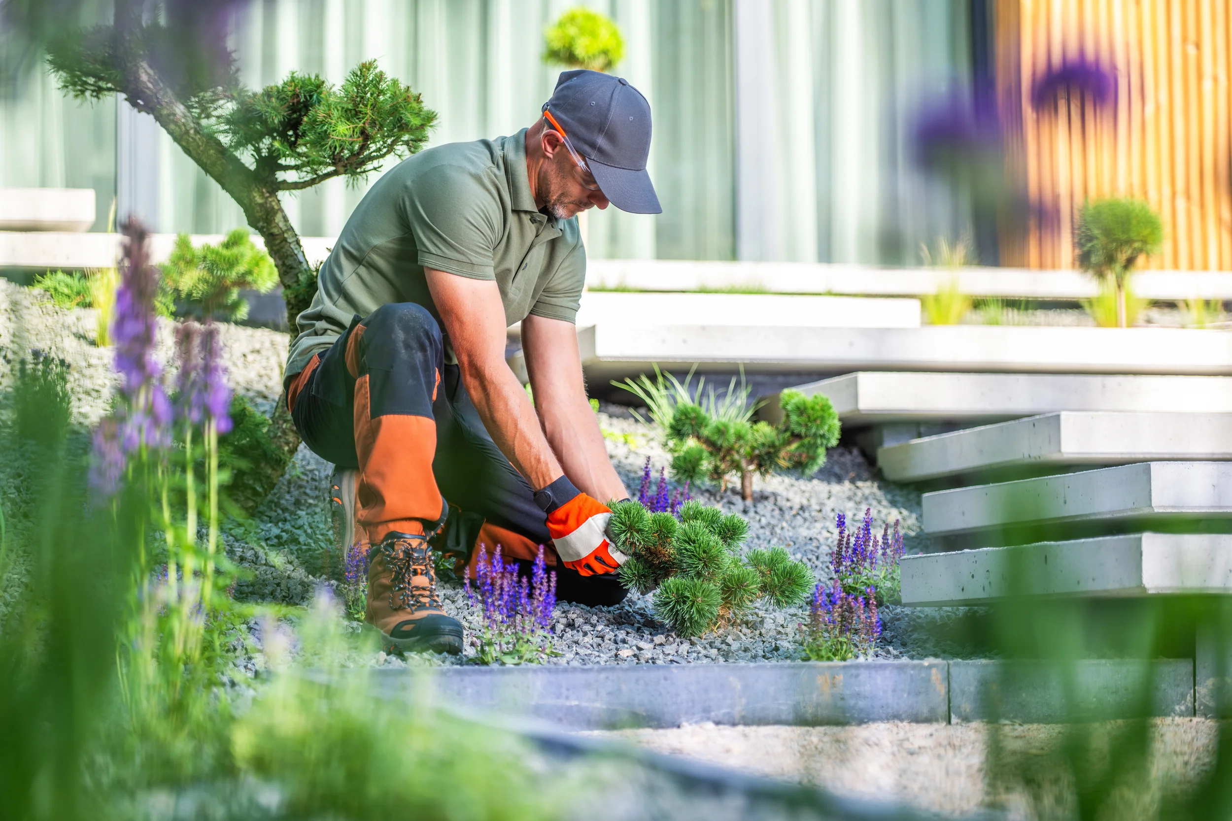 A professional landscaper wearing a grey cap and orange work gloves kneeling to plant or maintain ornamental shrubs in a modern garden with stone mulch and concrete steps.